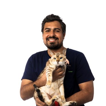 Vet with cat