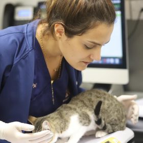 cat veterinary exam