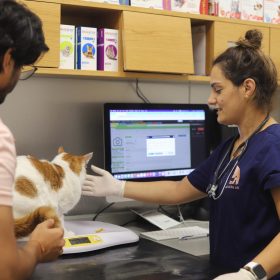 cat vet examination