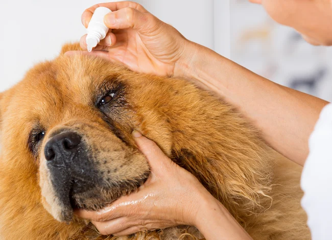 Dog ear treatment