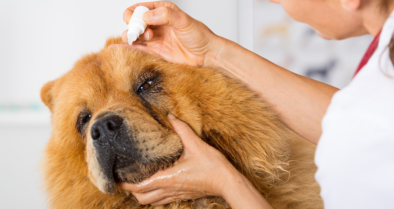 Dog ear treatment