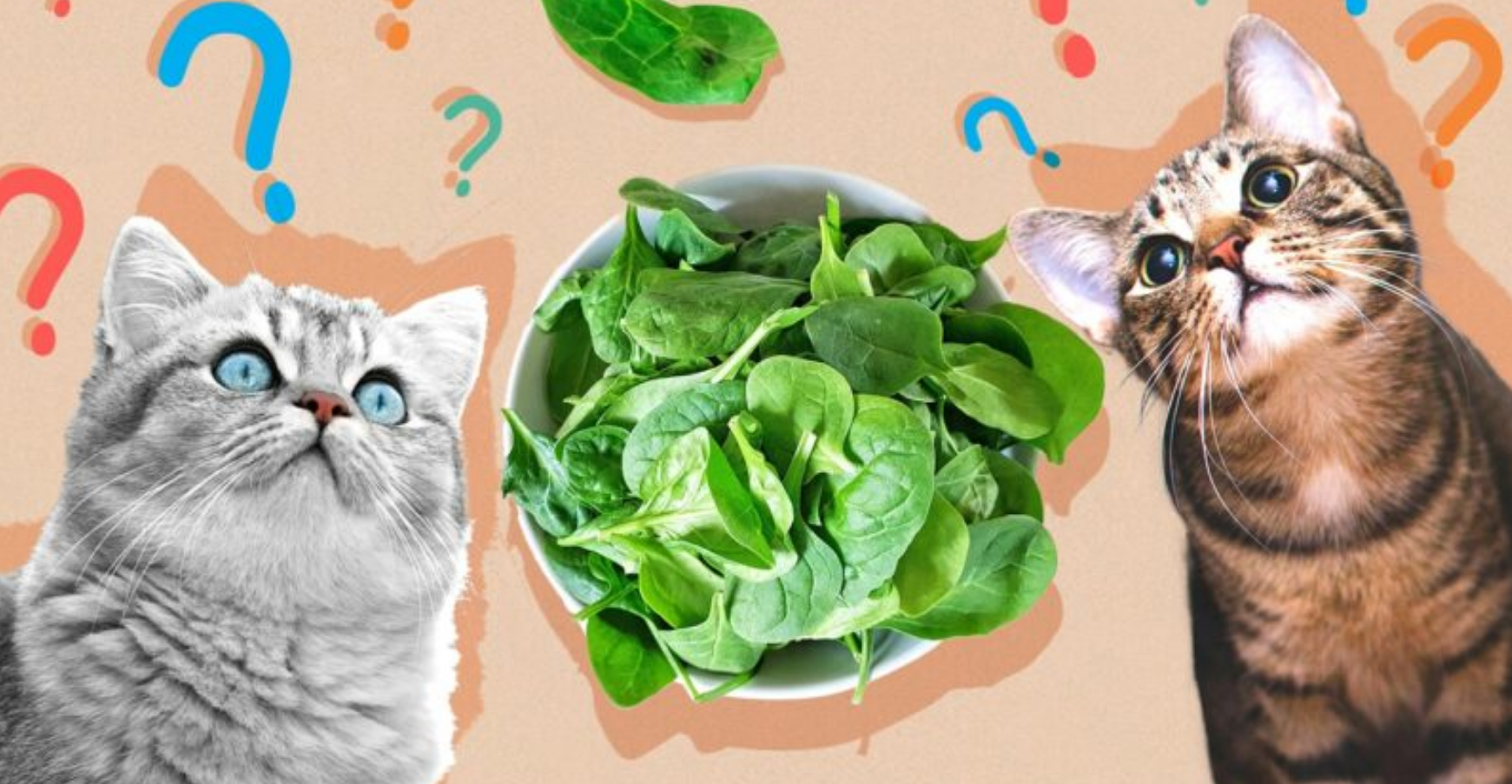 Can cats eat cooked spinach