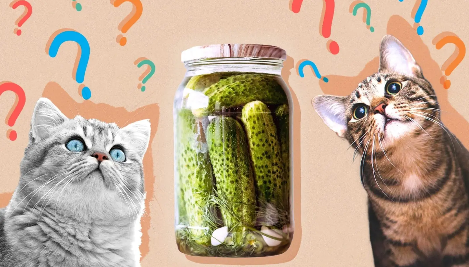 Can cats eat pickles?