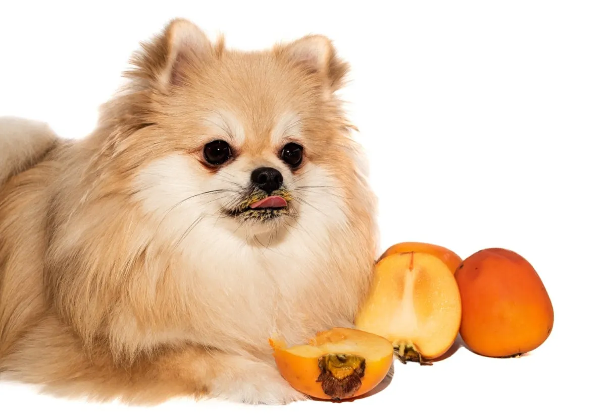 Can dogs eat persimmons