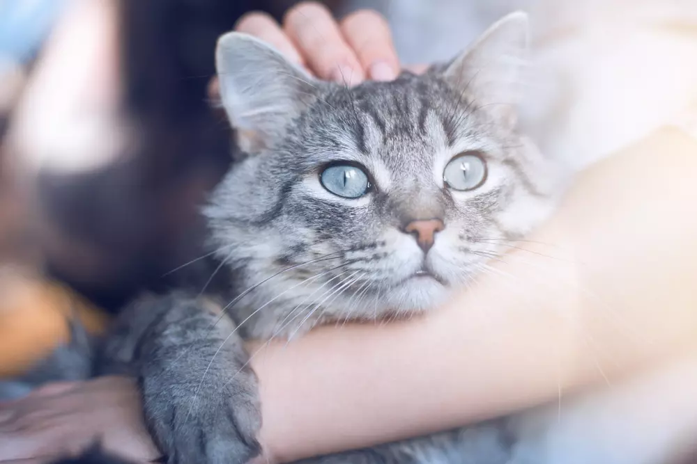 Does your cat prefer to be with you?