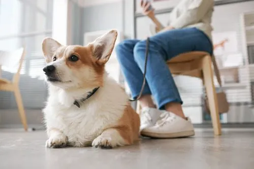 How long after eating does dog poop?