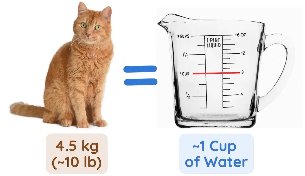 How much water is it normal for cats to drink?