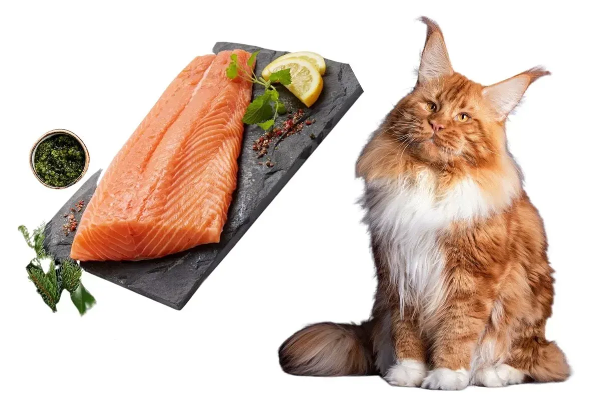 Is it Safe for Cats to Eat Smoked Salmon?