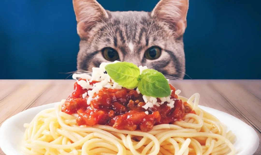 Pasta and Cat