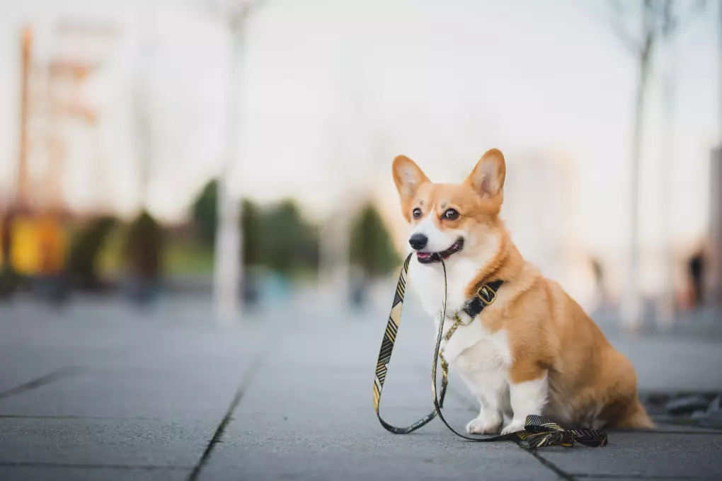 Walking Dog After Eating