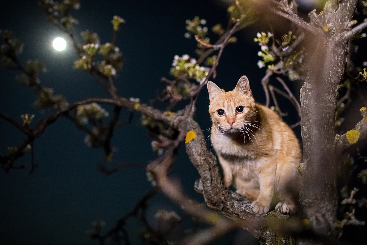 What dangers do cats face outdoors at night?