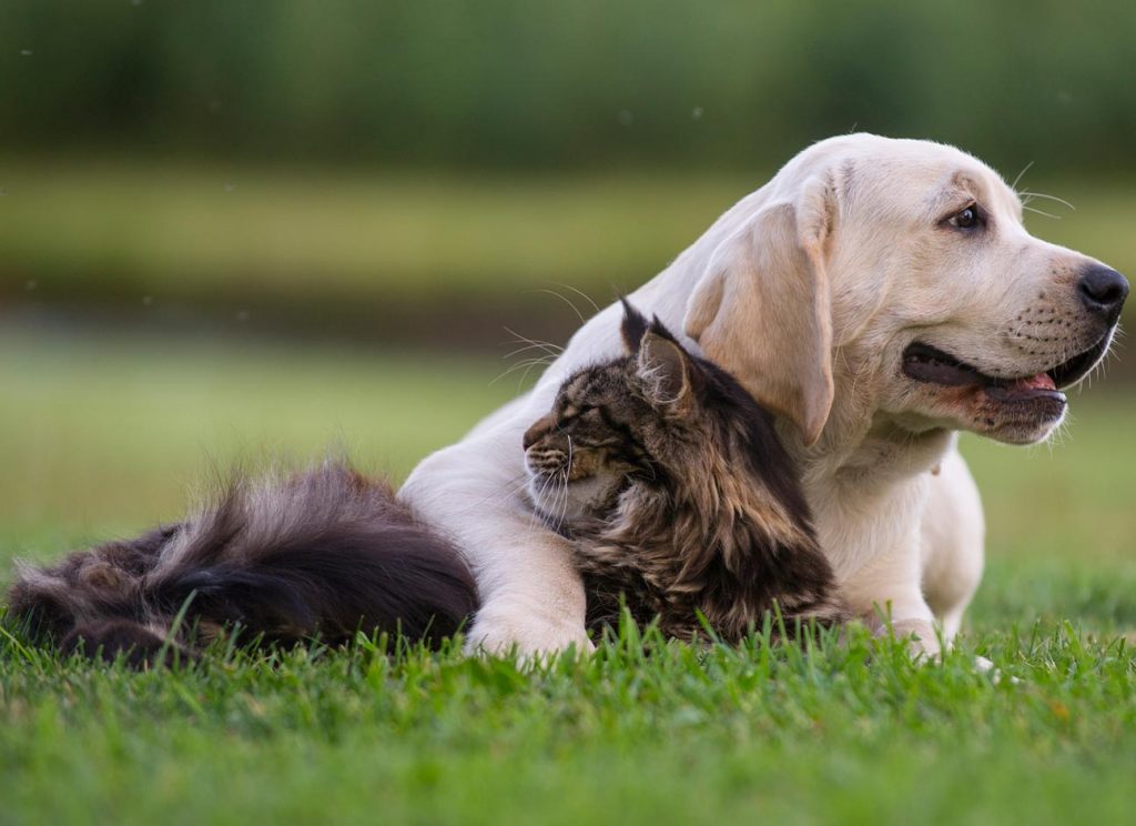 Allergy to Cats and Dogs Symptoms and Treatment