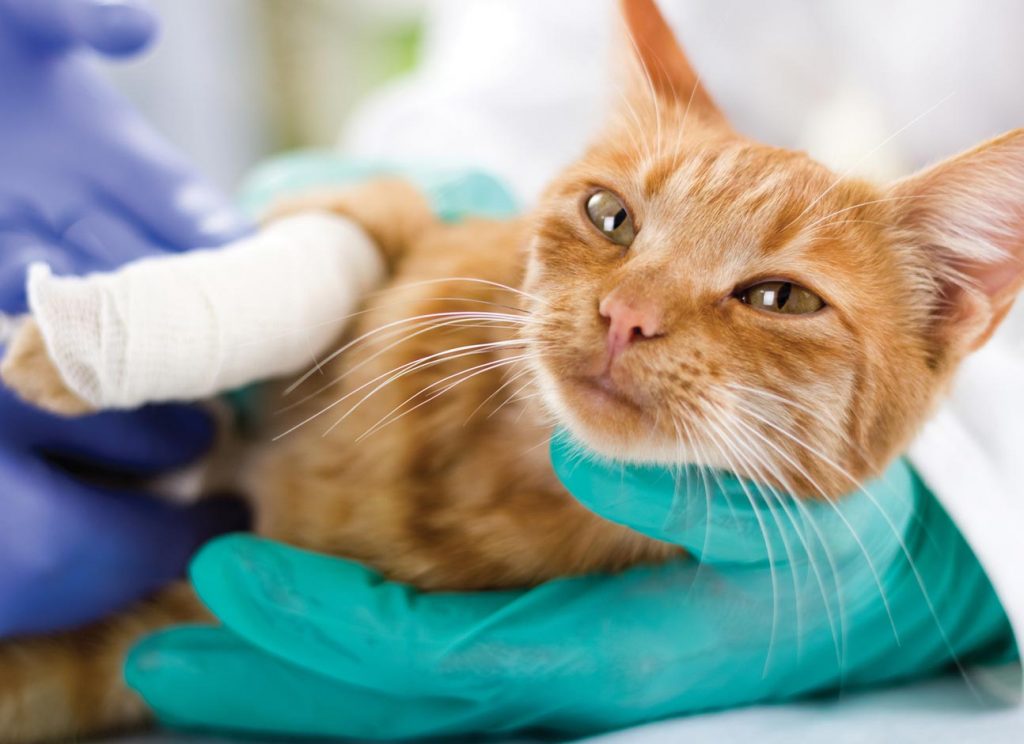 Ascites In Cats: Causes, Symptoms, And Treatment- Modern Vet