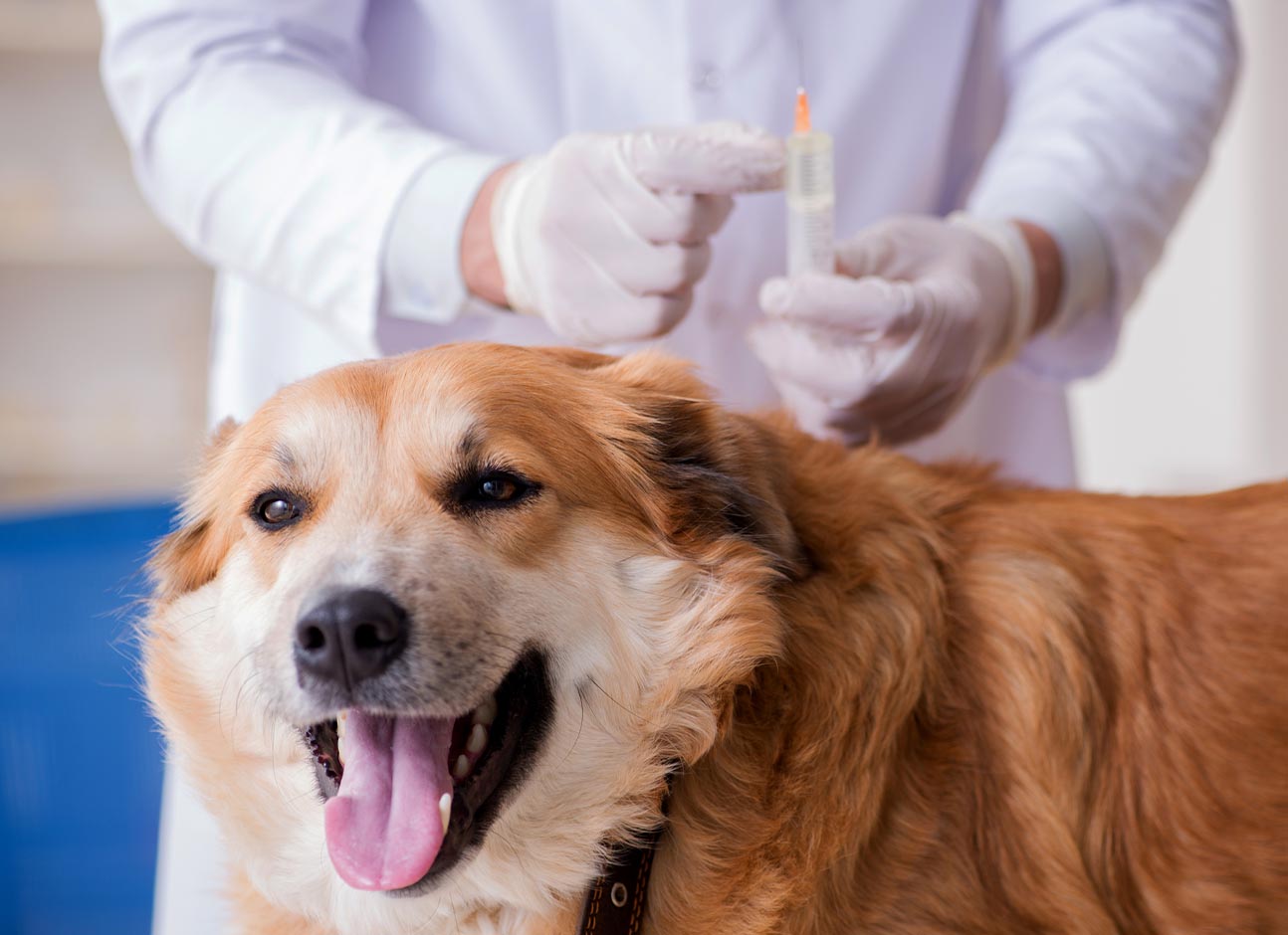 Dog on vaccination