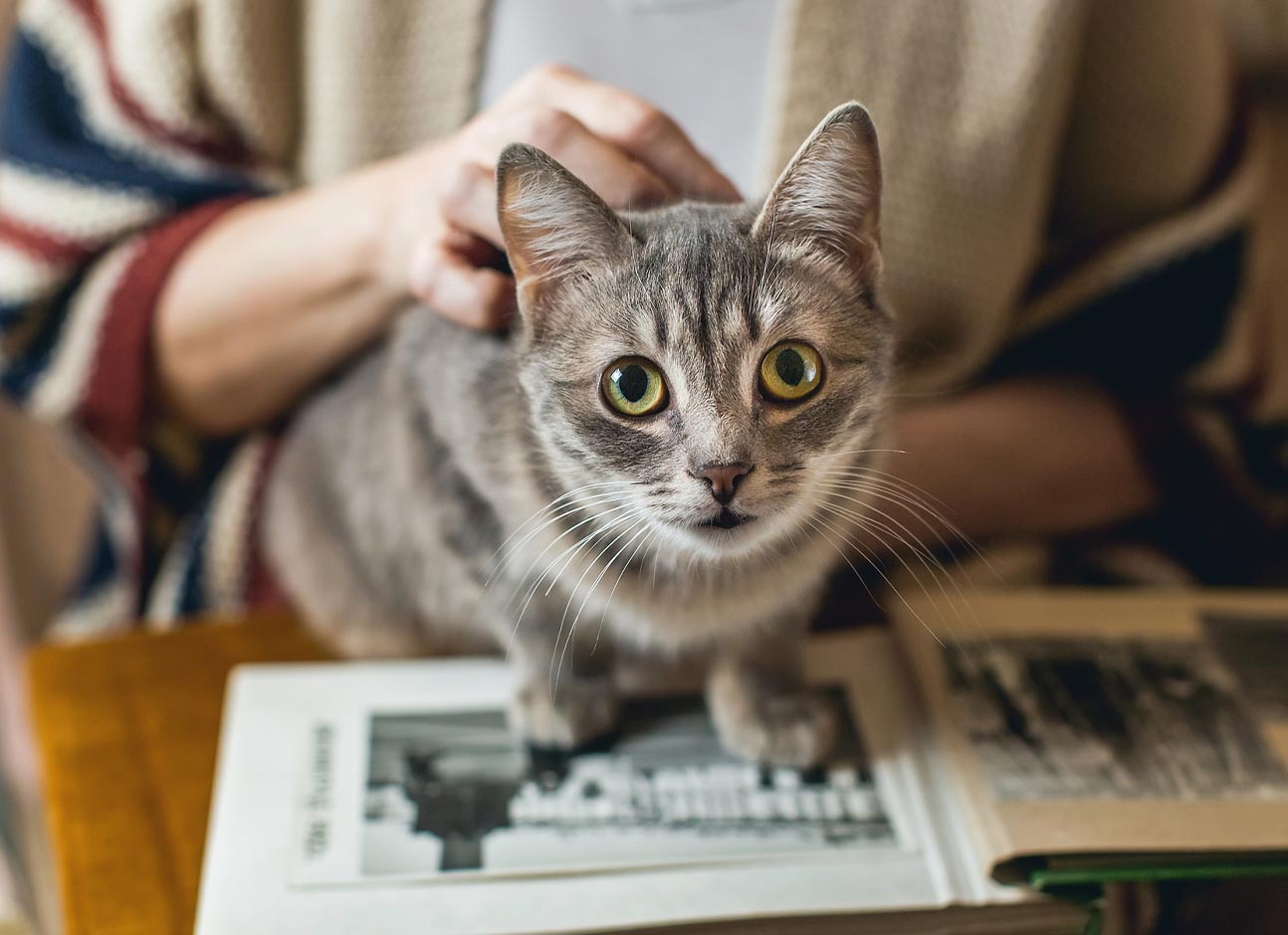 Do cats have good memory? Modern Vet