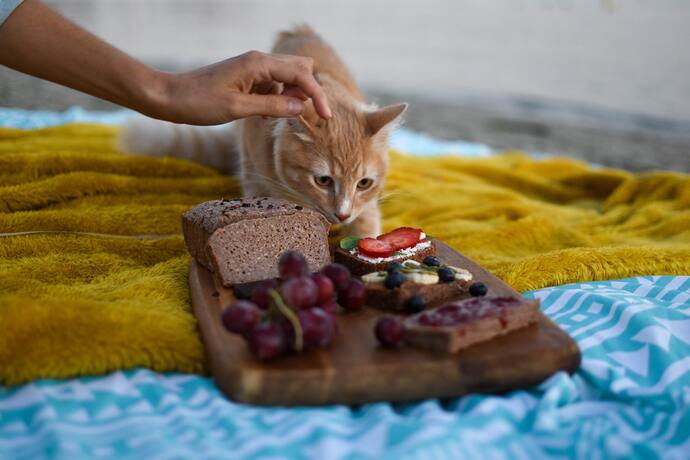 Why Do Cats Choose to Eat Inappropriate Human Foods?