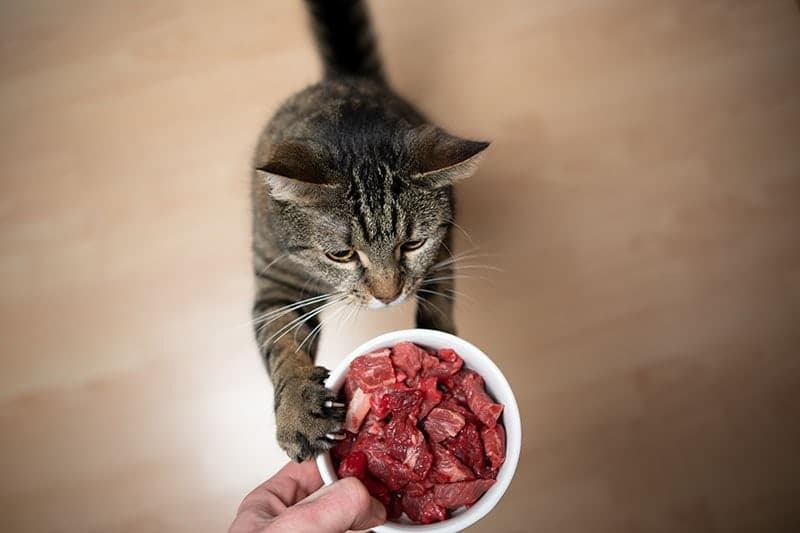 Cat with raw meat