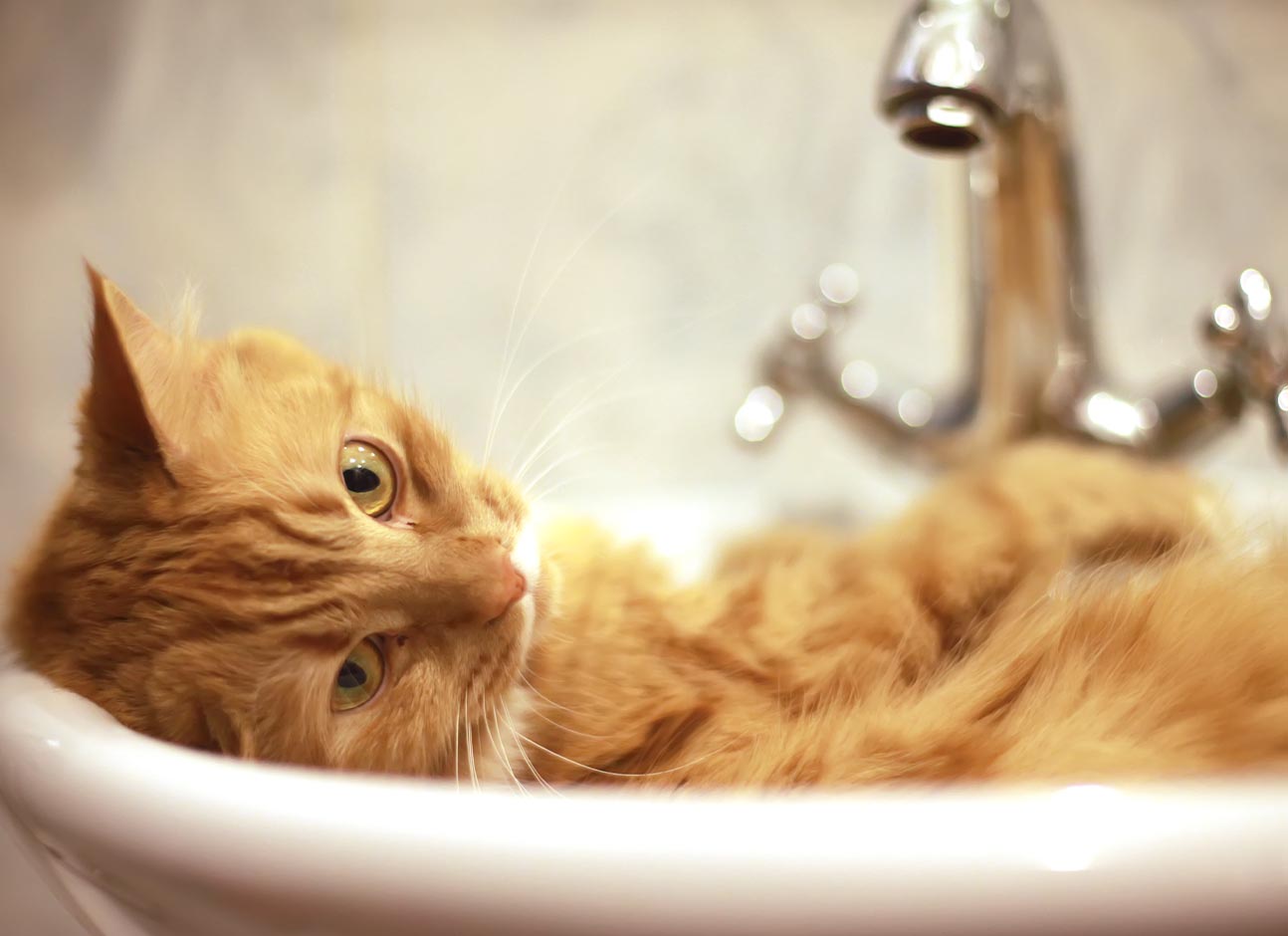 Cat in bath