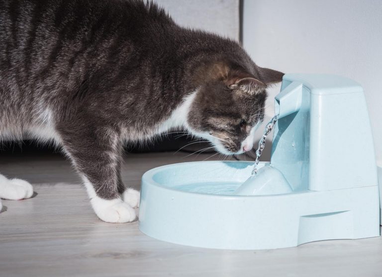 Sick cat hovering over water bowl Modern Vet