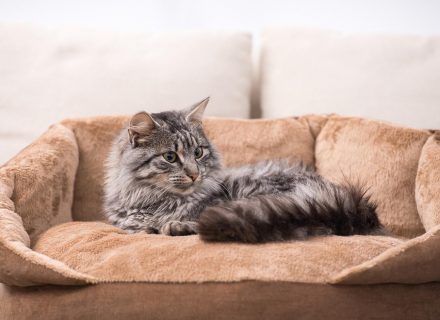 Gray cat