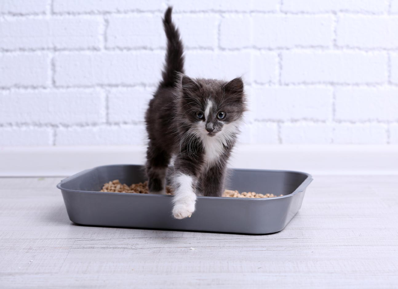 How Often Should You Change Cat Litter? Modern Vet