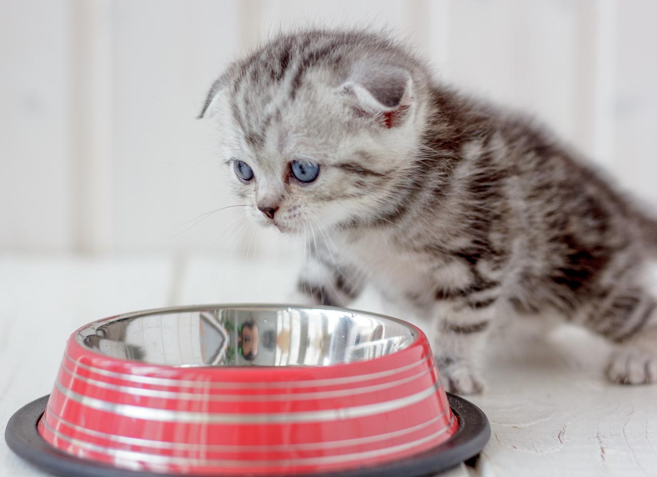 Kitty with bowl