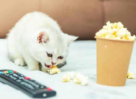 Cat eat popcorn