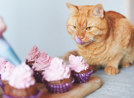 Cat with cake