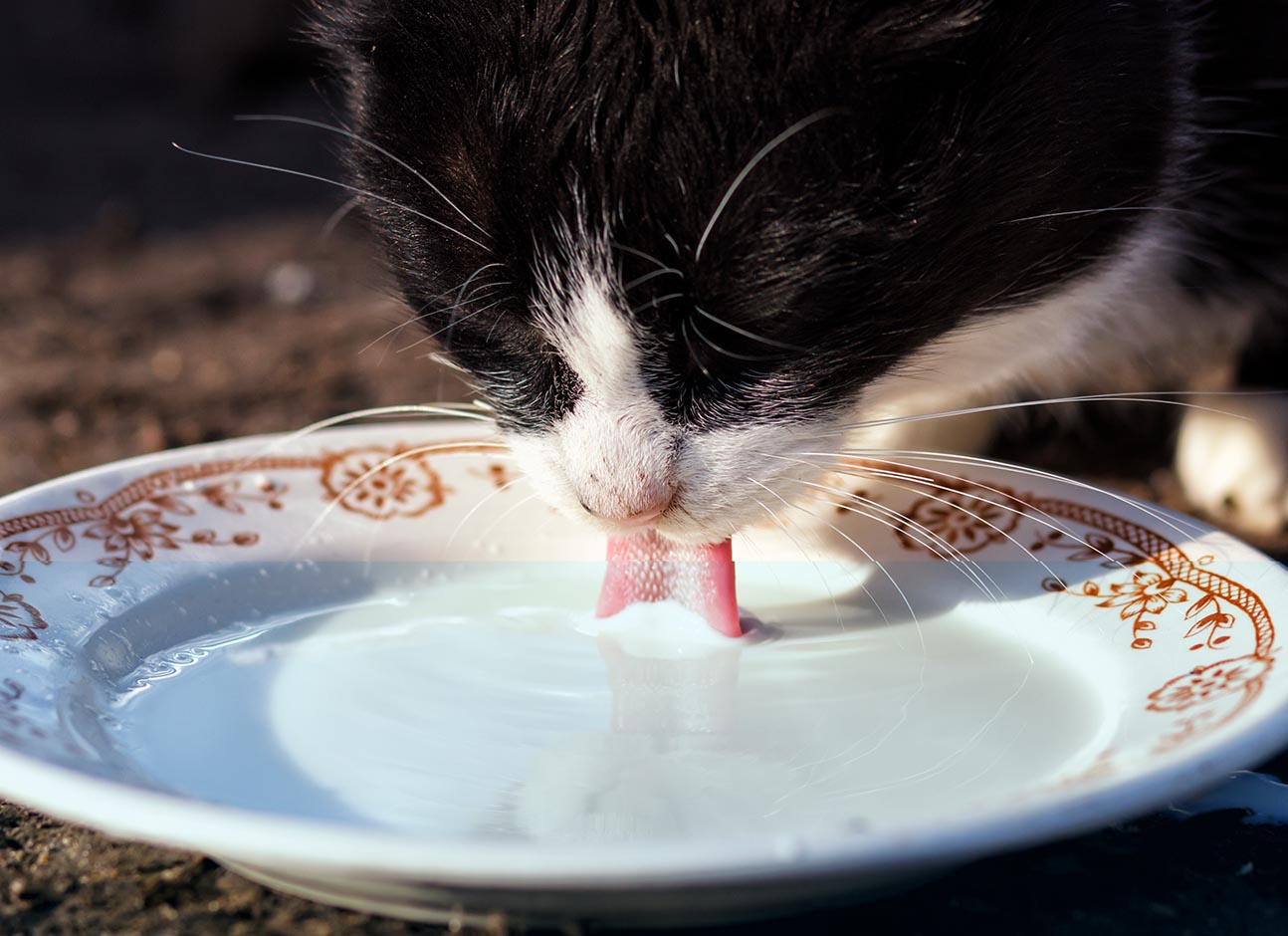 Can Cats Eat Cream Of Wheat Modern Vet