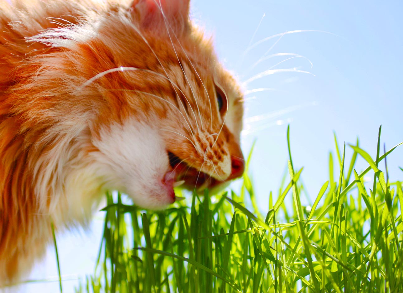 Grass and cat