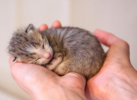 Small kitty