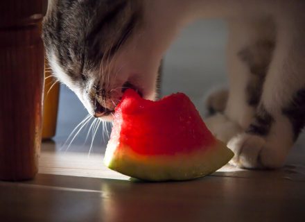 Cat eat watermelon