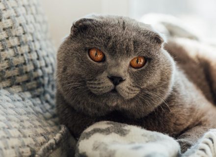 Cat on bed