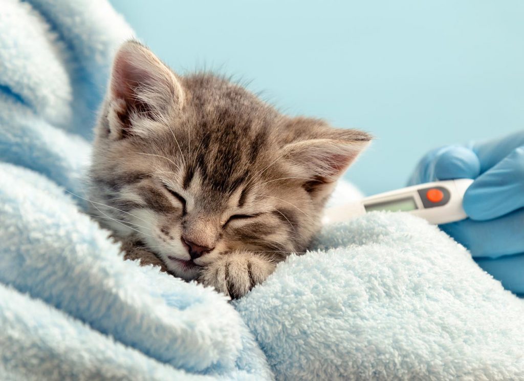 Runny Nose in Cats: Causes, Symptoms, and Treatment