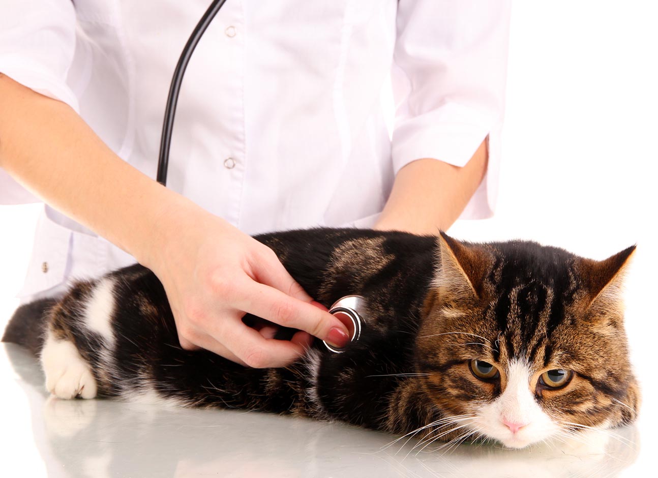 Veterinary exam for cat