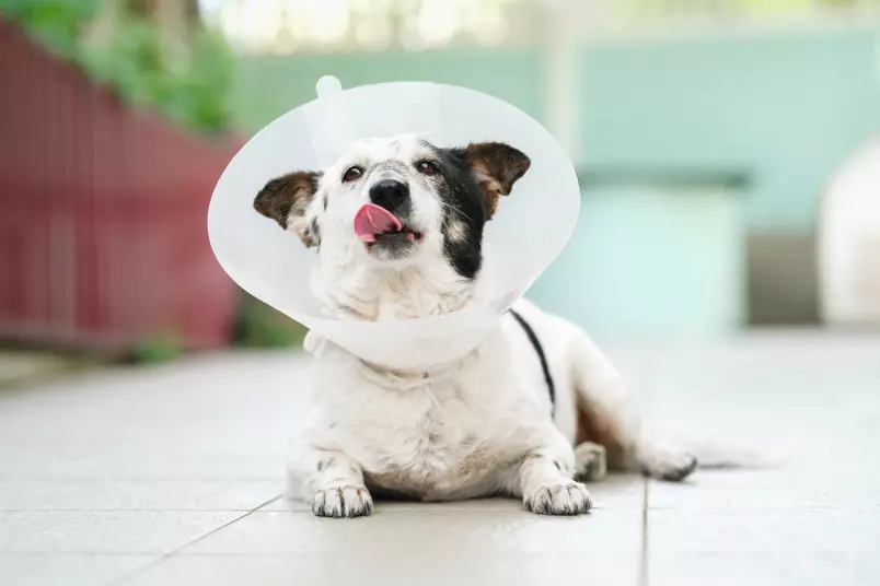 How Long After Being Neutered Is a Dog Sterile?