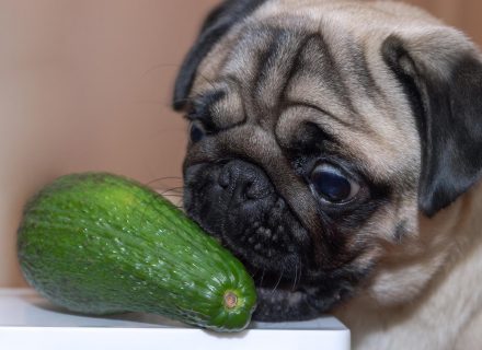 Dog bite avocado