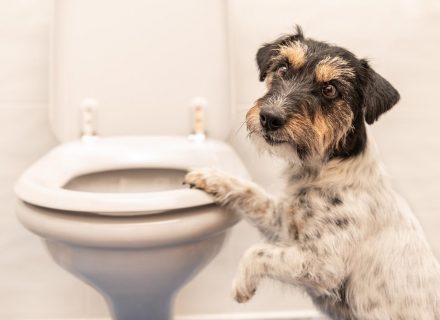 Dog and toilet