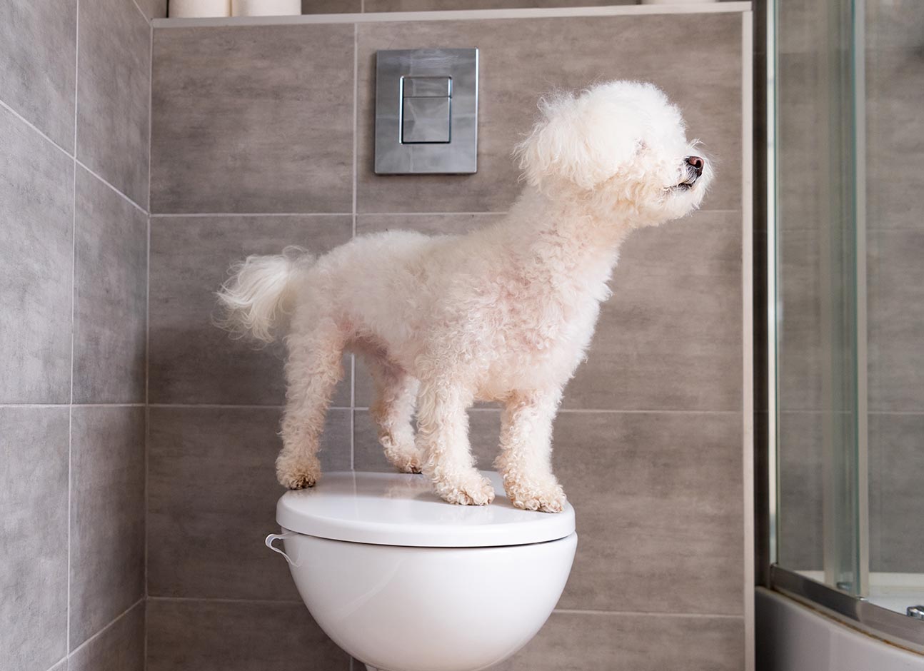 Dog in toilet room