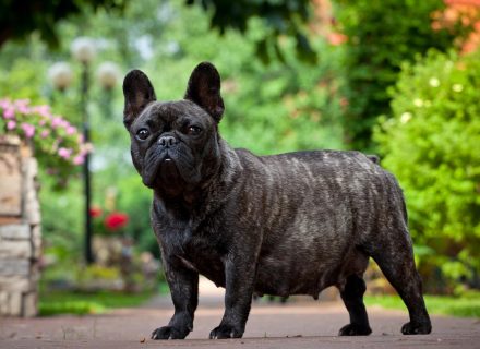 Dog in park