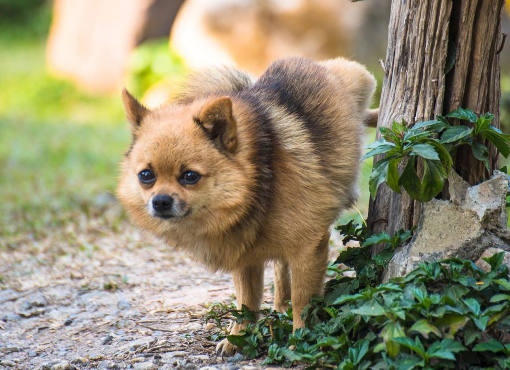 Why is my dog peeing so much after being spayed? Modern Vet