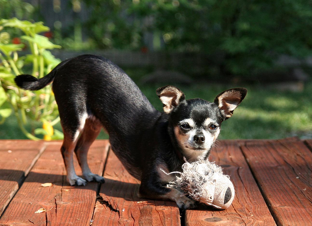 can neutered dogs still knot