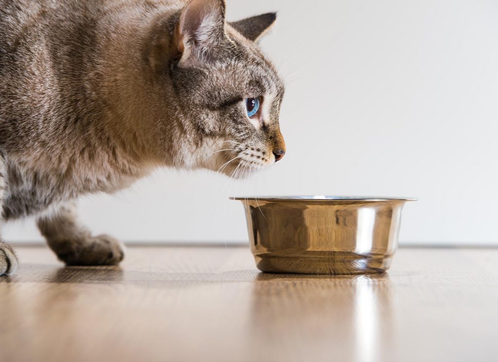 Can cats eat chickpeas? Modern Vet