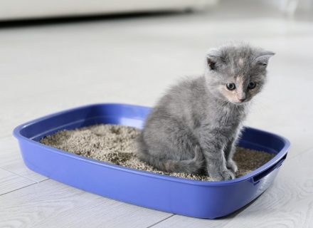 Kitty in tray