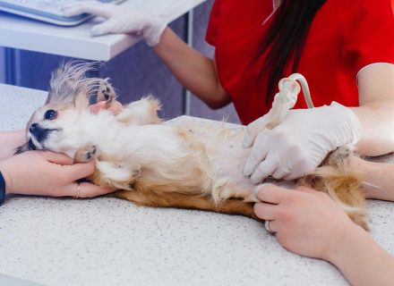 Dog ultrasound