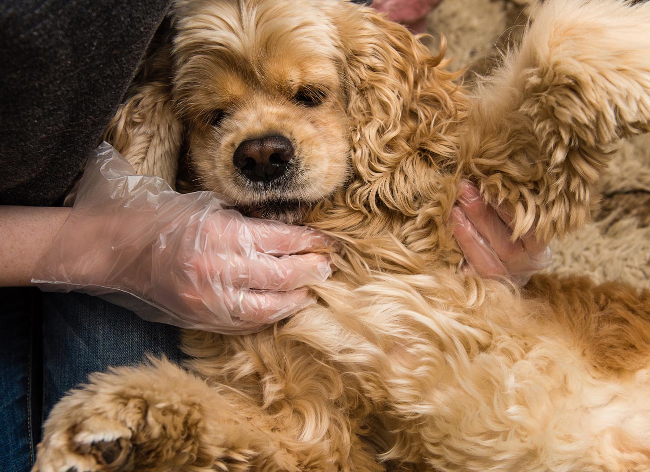 Skin examination for dog