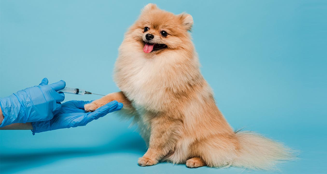 Dog vaccinations