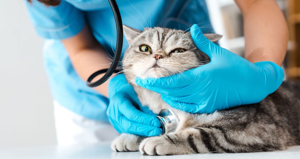 Vet for Cat Modern Vet 24 hour speciality vet in the UAE.