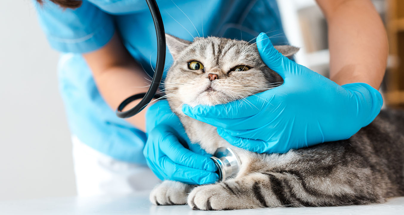 Cat on vet exam