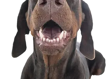 DENTAL CARE FOR PETS